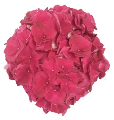 Hydrangea Magical Trophy Red 60cm