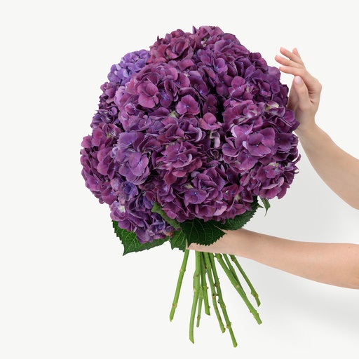 Hydrangea Magical Trophy Purple 60cm