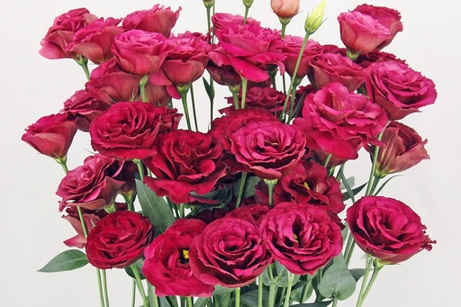 Eustoma Red 70cm