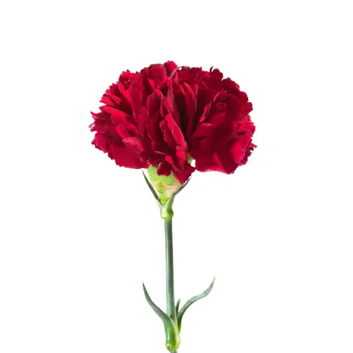 Carnation Burgundy 70cm