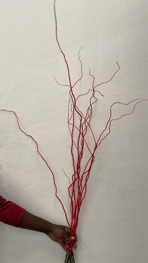Salix Tortuosa Red