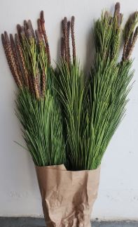 Pinus Halepinses