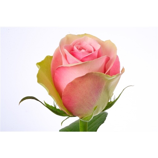 Rose Belle Rose 50cm