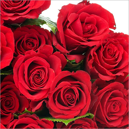 Rose Red K T A J