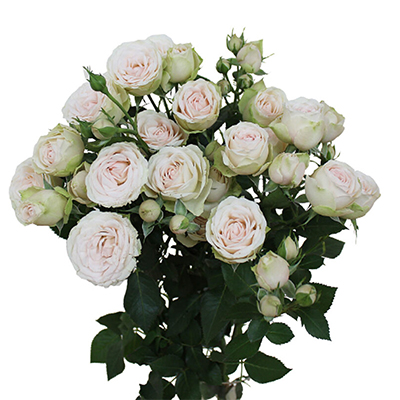 Spray Rose Sweet Blossom 50cm