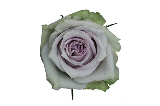 Rose Orleans Night 50cm
