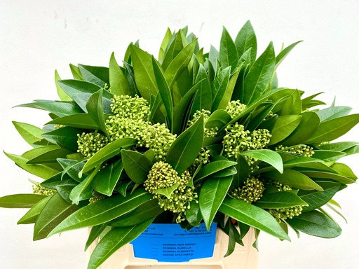 Skimmia Kew Green p.bunch 