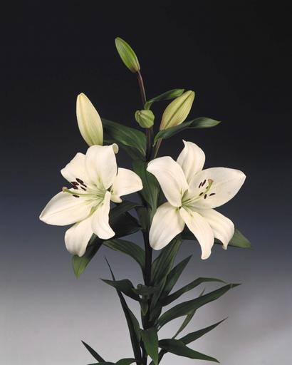 Lily L.az. Litouwen 