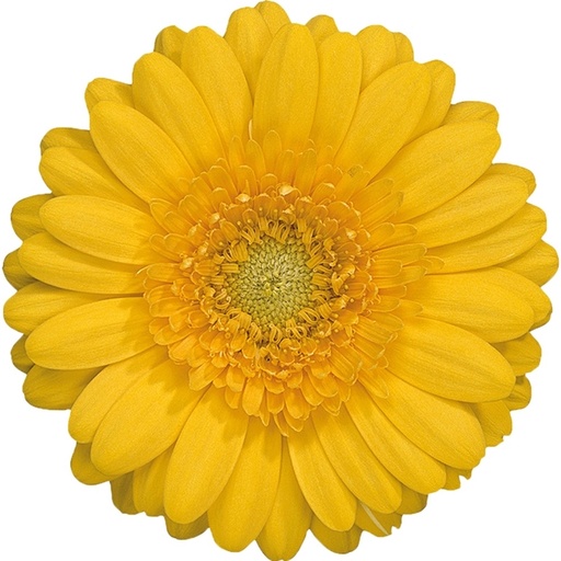 Germini Banana 