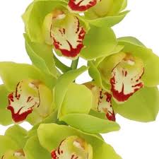Cymbidium Apple Jack 