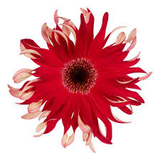 Gerbera Pasta Fire 