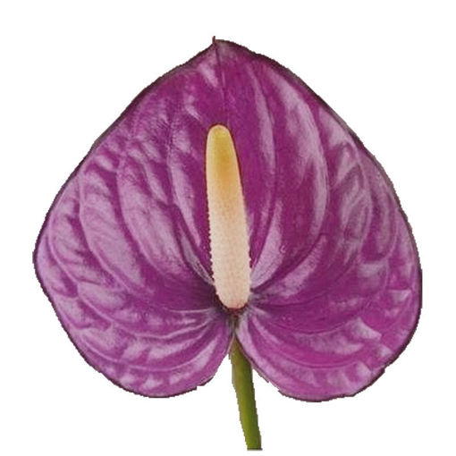 Anthurium Lovely Violet Heart 
