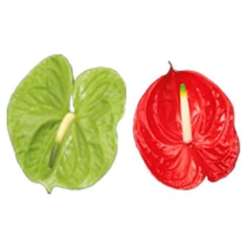 Anthurium Mix Tropidori 