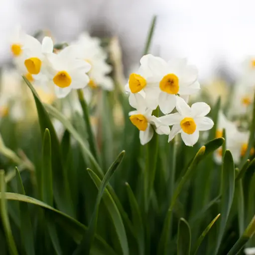 Daffodil Avalanche +leaves 