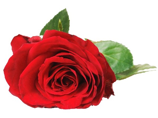 Rose Red Bently 60cm