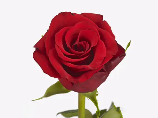 Rose Premium Class 60cm