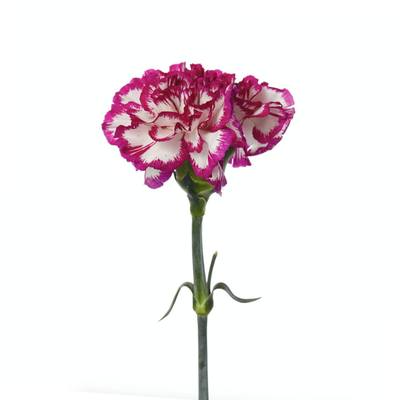 Carnation Kino 60cm 