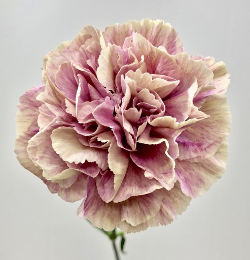 Carnation Antiqua 60cm
