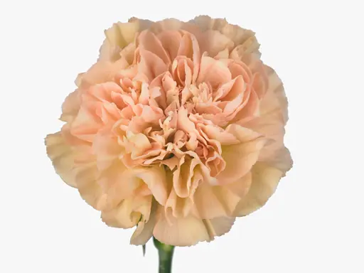 Carnation Lege Marrone 60cm