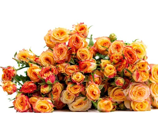 Spray Rose Land of Fire 50cm