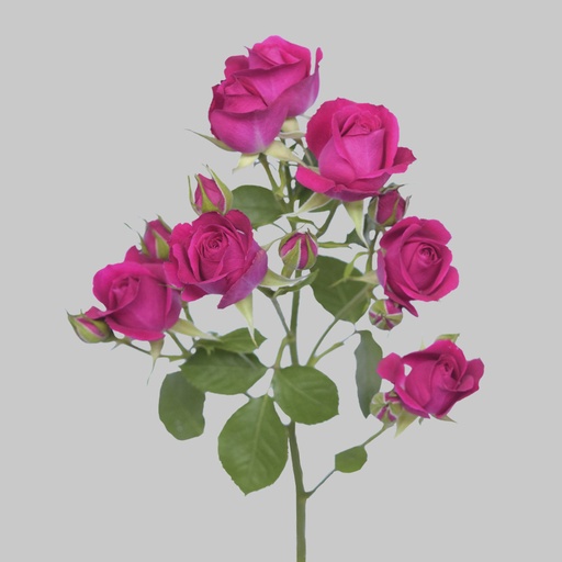 Spray Rose Alicia 50cm