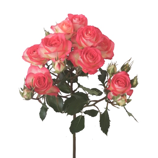 Spray Rose Summer Dance 50cm