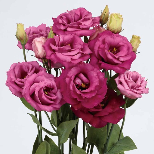 Lisianthus Pink