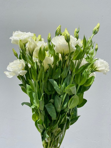 Lisianthus White