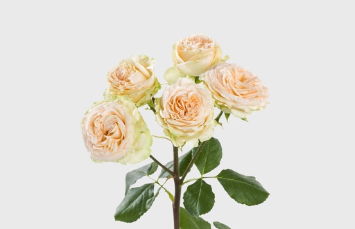 Spray Rose Summer Rose 50cm 