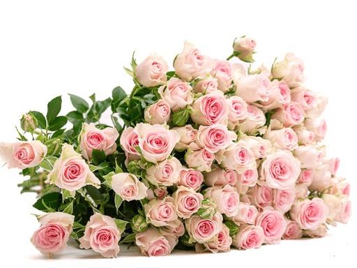 Spray Rose Good Mood 50cm
