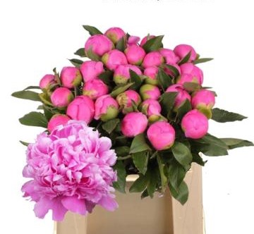 Paeonia Jules Elie 55Cm