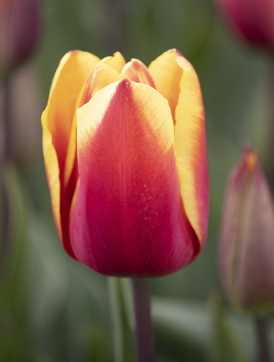 Tulipa Jan Seignette 