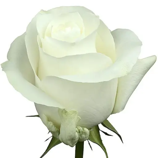 Rose Proud 60cm