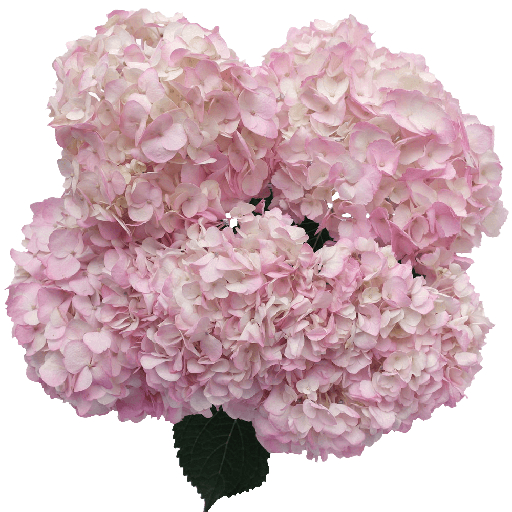 Hydrangea Bloom Pink