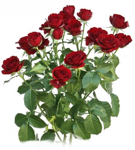 Spray Rose Red Spangle 50cm