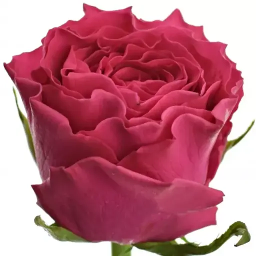Rose Hotspot 40cm