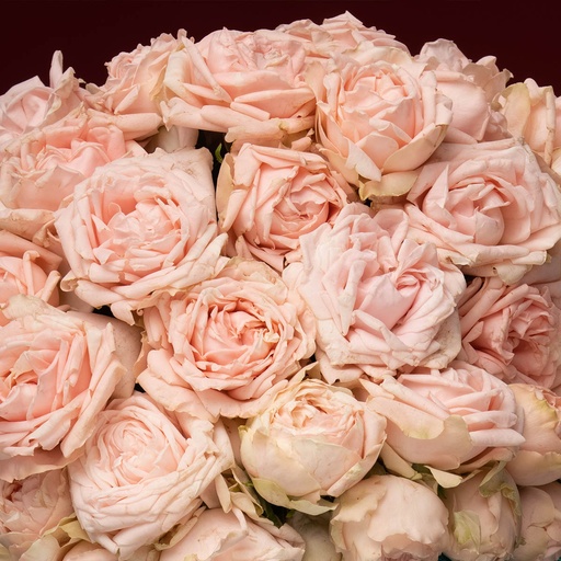 Spray Rose Lady of the Dawn GRA 50cm