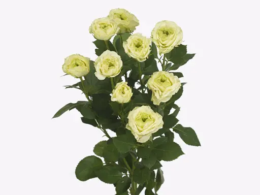 Spray Rose Emerald Queen 50cm