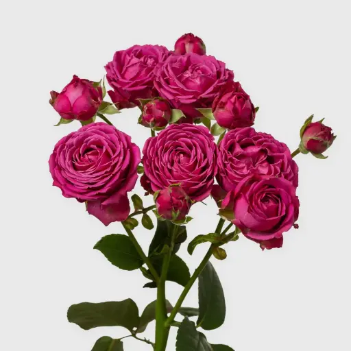 Spray Rose Classic Sensation GR 50cm