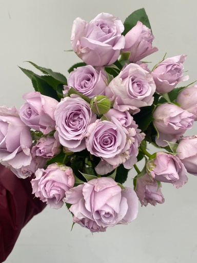 Spray Rose Asteae 50cm