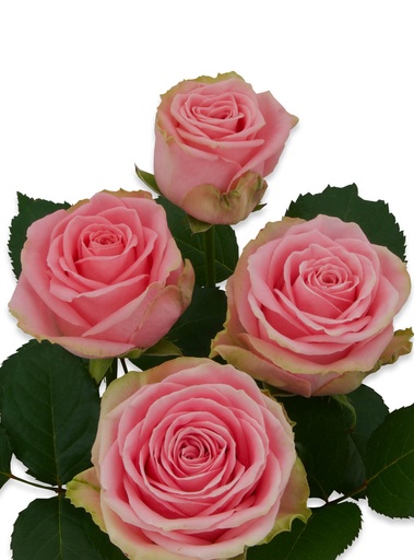 Rose Sophia Lauren 50cm