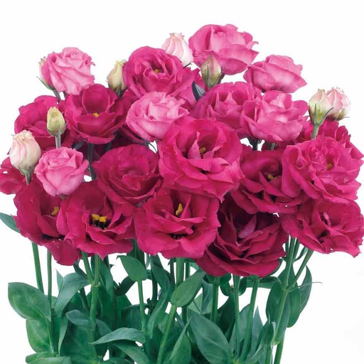 Lisianthus doub. Rosita Red