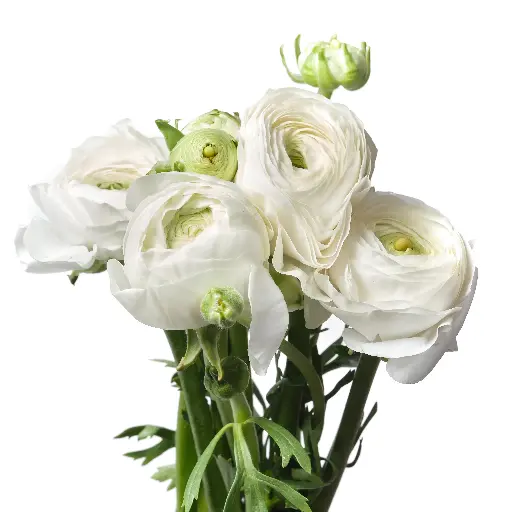 Ranunculus Elegance White