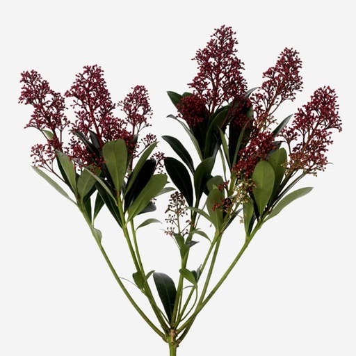 Skimmia Rubella p.bunch
