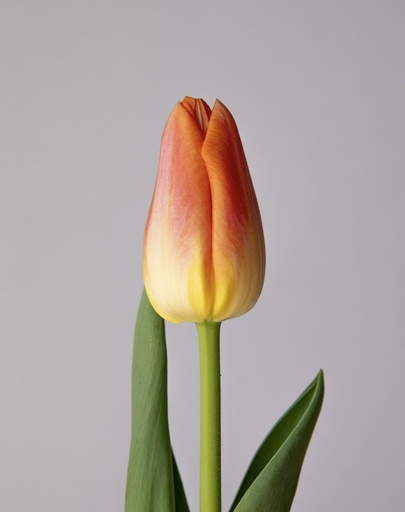 Tulipa Sunrise Dynasty (Orange)