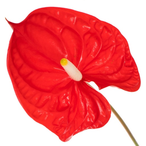 Anthurium Rambla Butterfly Large X12