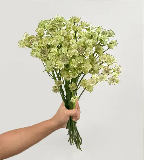 Astrantia Billion Star Xl 60Cm