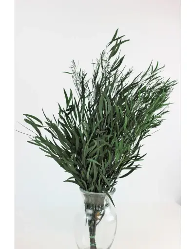 Cutgreens Eucalyptus Nicoli Bunch 50Cm 150Gram