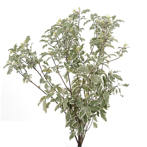 Cutgreens Pittosporum Nigra 50Cm 150gram