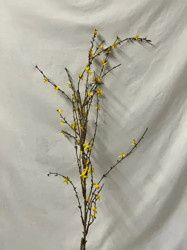 Forsythia Spectabilis 90Cm 
